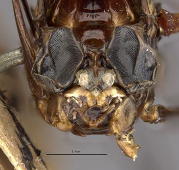 Media type: image;   Entomology 11222 Aspect: head frontal view